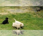 Small #13 Labrador Retriever