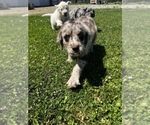 Small Photo #9 Miniature Labradoodle Puppy For Sale in QUINCY, MI, USA