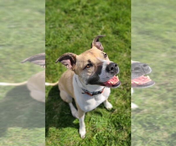 Medium Photo #3 Mutt Puppy For Sale in Shelburne, VT, USA