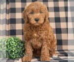 Small #3 Goldendoodle (Miniature)
