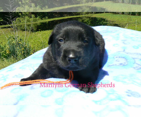 Medium Photo #4 German Shepherd Dog Puppy For Sale in PIEDMONT, MO, USA