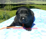 Small #3 German Shepherd Dog