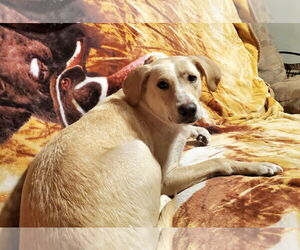 Tinsly - Female Labrador Retriever-Unknown Mix Dog for Adoption - Photo #10