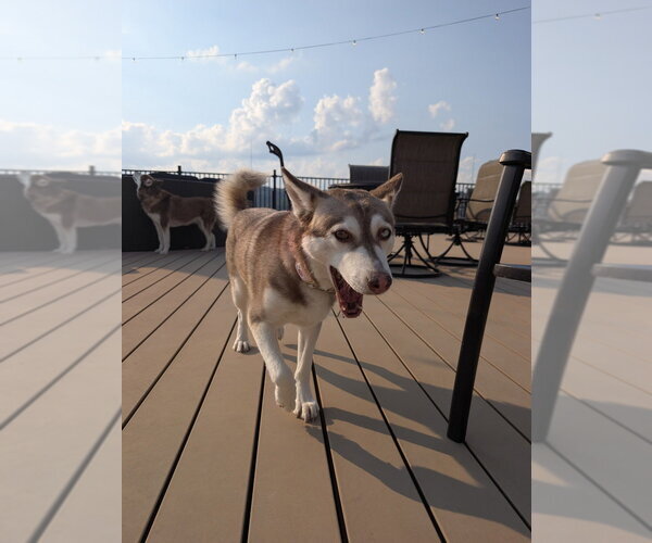 Medium Photo #2 Siberian Husky-Unknown Mix Puppy For Sale in Springdale, PA, USA
