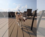 Small #1 Siberian Husky Mix