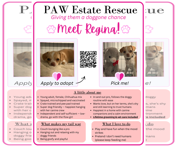 Medium Photo #3 Chihuahua-Unknown Mix Puppy For Sale in Visalia, CA, USA