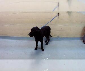 Labrador Retriever Dogs for adoption in Tulsa, OK, USA