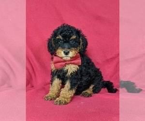 Aussiedoodle Miniature Puppy for sale in OXFORD, PA, USA