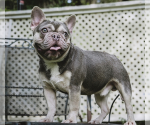 Father of the French Bulldog puppies born on 06/26/2023