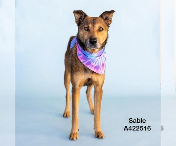 Medium Photo #2 German Shepherd Dog-Unknown Mix Puppy For Sale in Conroe, TX, USA