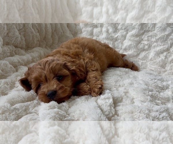 Medium Photo #4 Goldendoodle mix (+ Poodle Miniature) Puppy For Sale in RANDOLPH, WI, USA