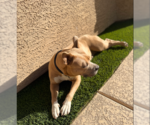 Small #2 Mastiff-Staffordshire Bull Terrier Mix