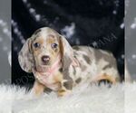 Small #5 Dachshund