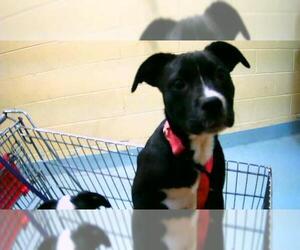 Mutt Dogs for adoption in Tulsa, OK, USA