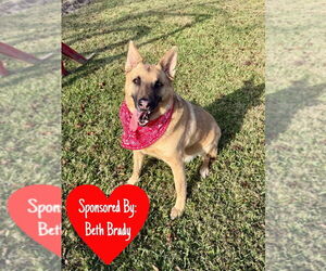 Irwin - Male German Shepherd Dog-Unknown Mix Dog for Adoption - Photo #9