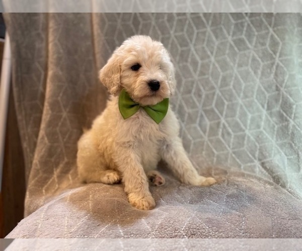 Medium Photo #16 Poodle (Standard) Puppy For Sale in LAKELAND, FL, USA