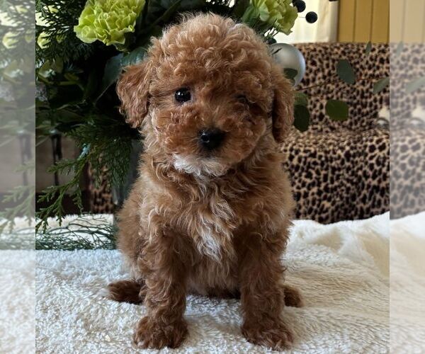 Medium Photo #2 Poodle (Toy) Puppy For Sale in PARADISE, PA, USA