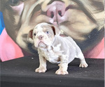 Small Photo #2 English Bulldog Puppy For Sale in CHICAGO, IL, USA
