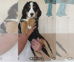 Small Photo #1 Bernese Mountain Dog Puppy For Sale in MILLERTON, PA, USA