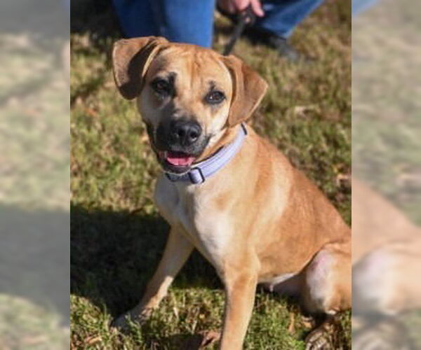 Medium Photo #2 Labrador Retriever-Unknown Mix Puppy For Sale in Glen Allen, VA, USA