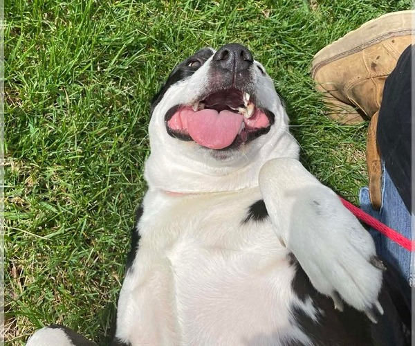 Medium Photo #3 American Pit Bull Terrier-Unknown Mix Puppy For Sale in Germantown, OH, USA