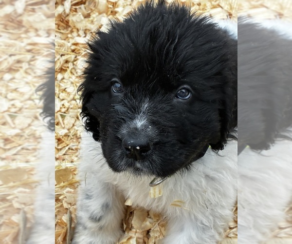 Medium Photo #4 Newfoundland Puppy For Sale in SAXTONS RIVER, VT, USA