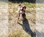 Small Photo #3 Mutt Puppy For Sale in Evansville, IN, USA