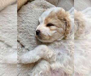Cavapoo Puppy for sale in EAST CHICAGO, IN, USA