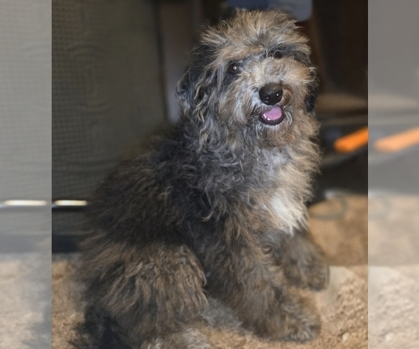 Medium Photo #2 Bernedoodle (Miniature) (+ Poodle Miniature) Puppy For Sale in DYERSBURG, TN, USA