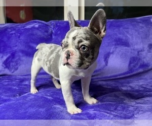 Medium French Bulldog