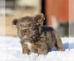 Small #2 French Bulldog