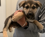 Small Photo #1 German Shepherd Dog Puppy For Sale in TAYLORS, SC, USA