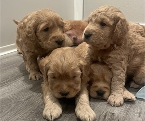 Goldendoodle (Miniature) Puppy for sale in SAINT JOHNS, FL, USA