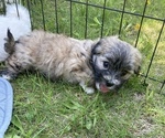 Small #1 Coton de Tulear