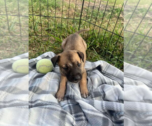 Medium Photo #4 Great Dane-Unknown Mix Puppy For Sale in Bullard, TX, USA