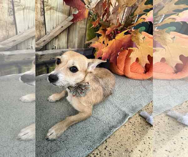 Medium Photo #2 Chiweenie Puppy For Sale in Mukwonago, WI, USA