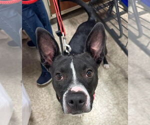 American Pit Bull Terrier-Unknown Mix Dogs for adoption in Germantown, OH, USA