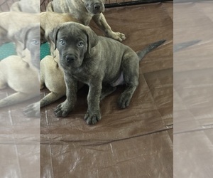 America Bandogge Mastiff Puppy for sale in AMSTERDAM, NY, USA