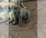 Small America Bandogge Mastiff