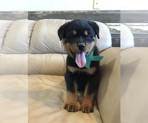 Medium Photo #10 Rottweiler Puppy For Sale in BRIGHTON, CO, USA