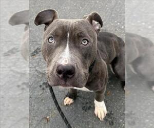 Staffordshire Bull Terrier Dogs for adoption in Woodland, CA, USA