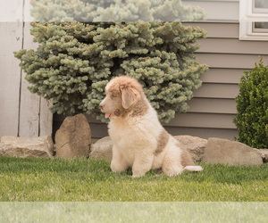 Newfoundland Puppy for sale in SYRACUSE, IN, USA
