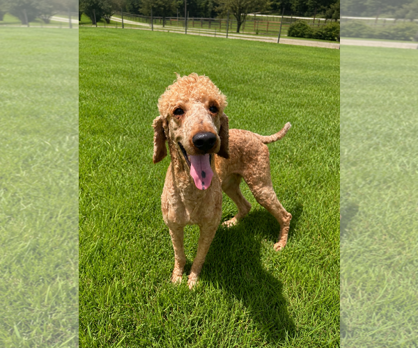 Medium Photo #4 Goldendoodle Puppy For Sale in Pacolet, SC, USA