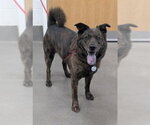 Small Chow Chow Mix