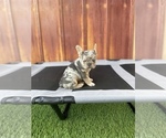 Small Photo #27 French Bulldog Puppy For Sale in OCEANSIDE, CA, USA