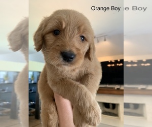 Goldendoodle Puppy for sale in LEWISVILLE, TX, USA