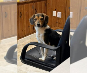 Beagle-Unknown Mix Dogs for adoption in Raleigh, NC, USA