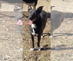 Small #3 Mutt