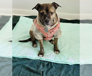 Princess - Female Staffordshire Bull Terrier-Unknown Mix Dog for Adoption - Photo #2