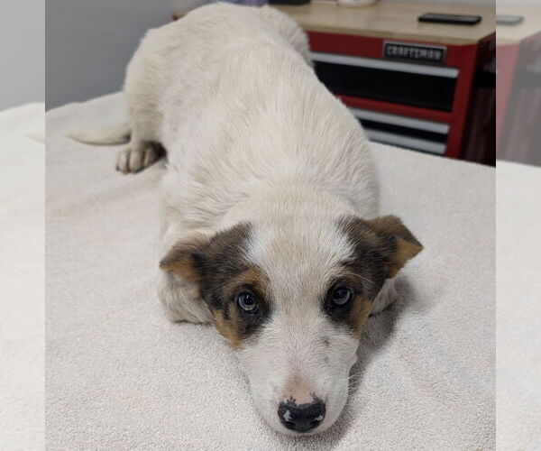 Medium Photo #1 Texas Heeler-Unknown Mix Puppy For Sale in Chico, CA, USA